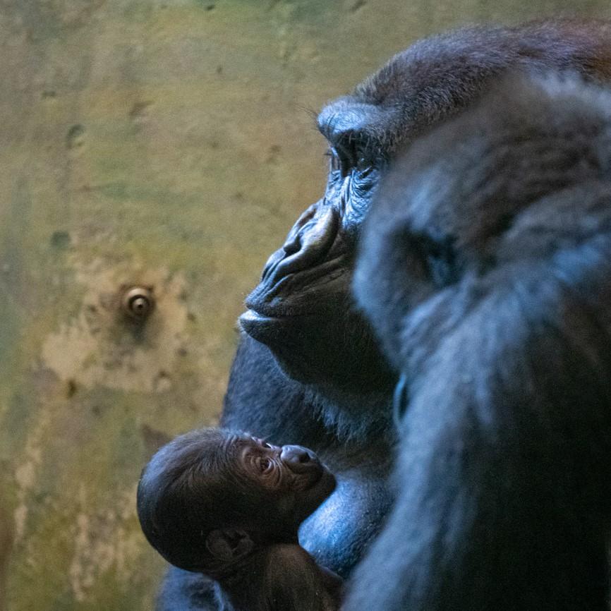 columbus zoo baby gorilla mara